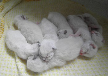 les chatons à 5 jours - Chatterie Ragdolls du Val de Beauvoir